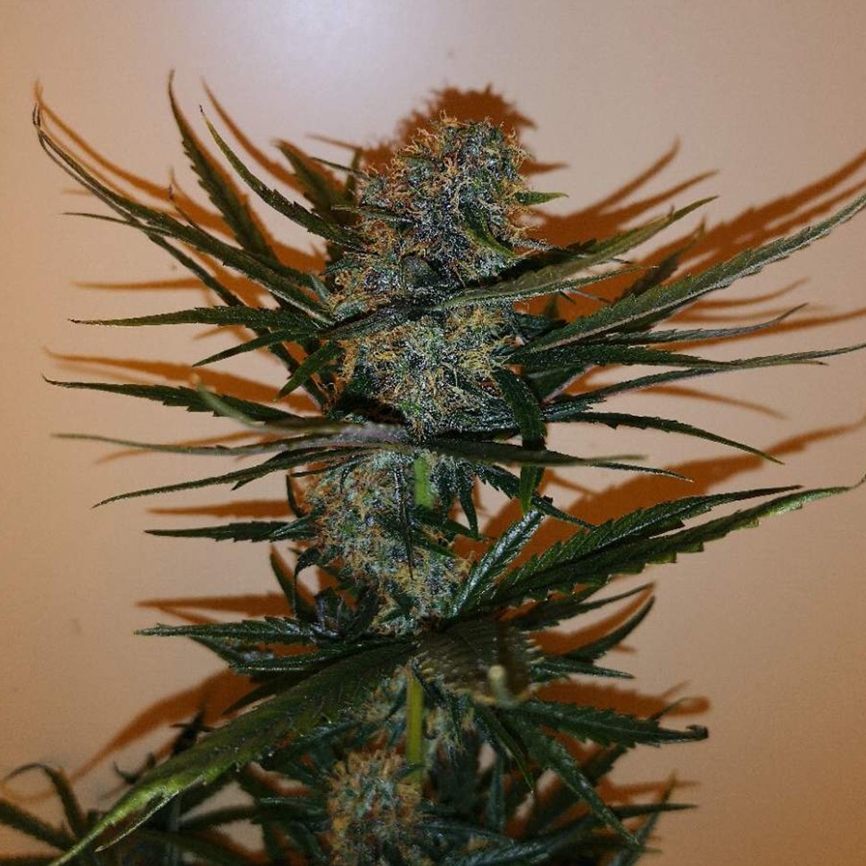 Семена  Auto Chronic Ryder feminised Ganja Seeds