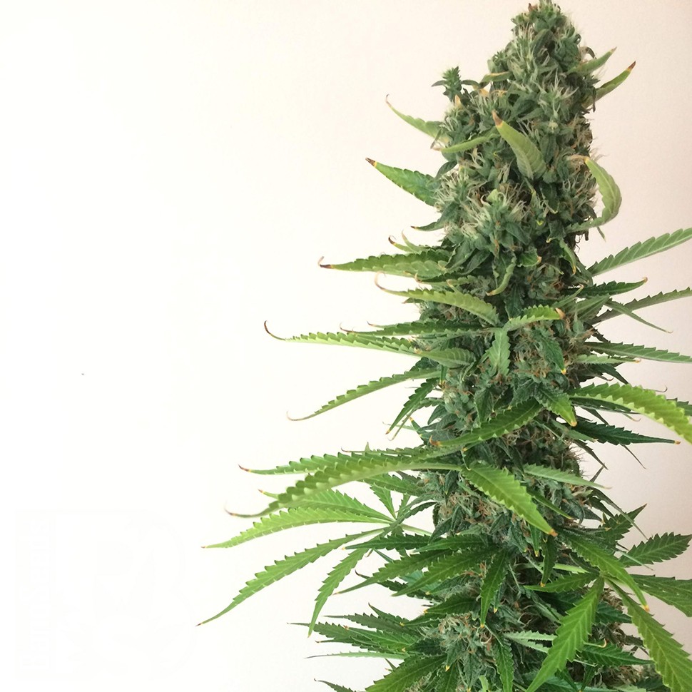 Семена конопли  Auto White Goblin feminised Ganja Seeds
