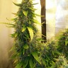 Семена каннабиса  Russian Widow feminised Ganja Seeds