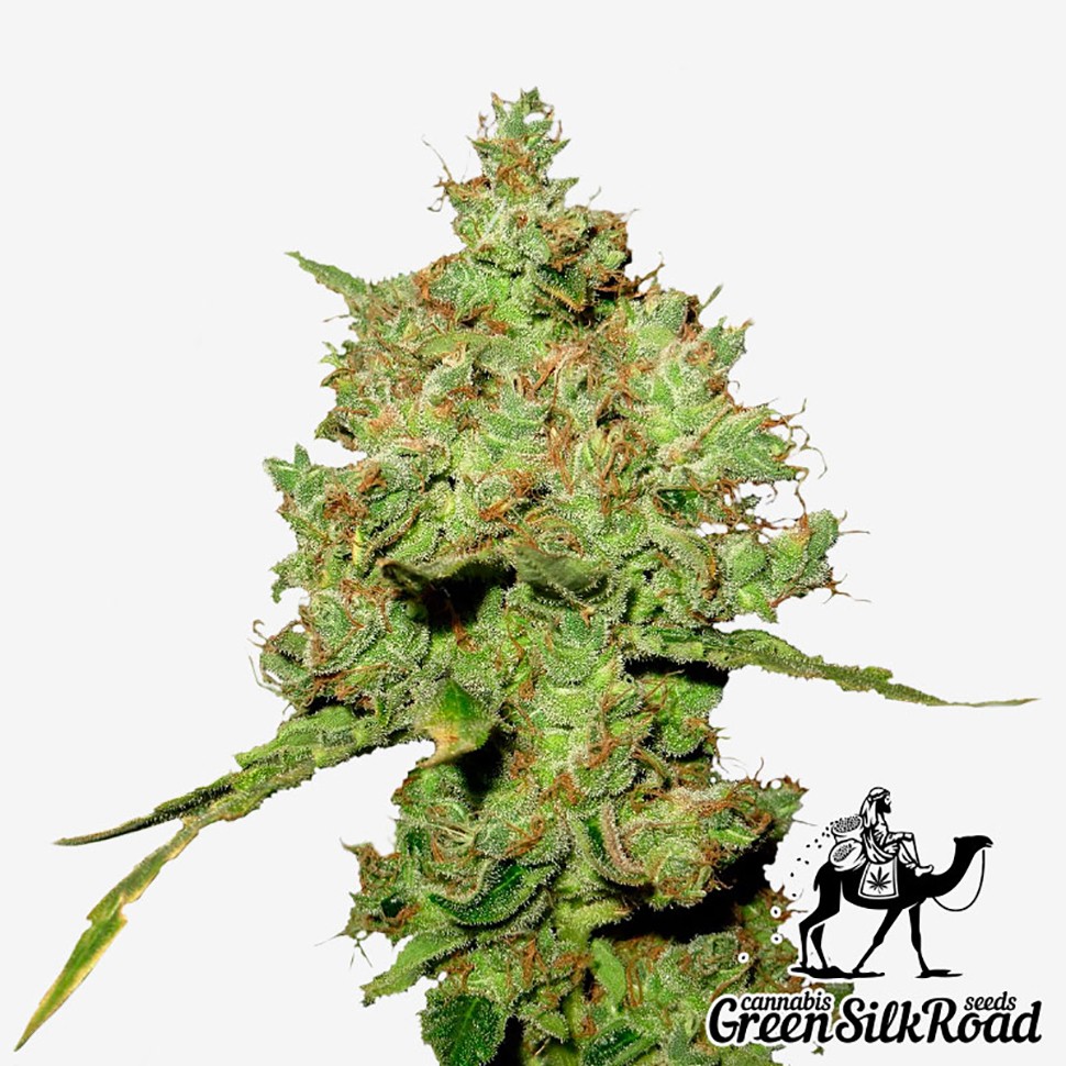 Семена  Amnesia feminised Green Silk Road Seeds
