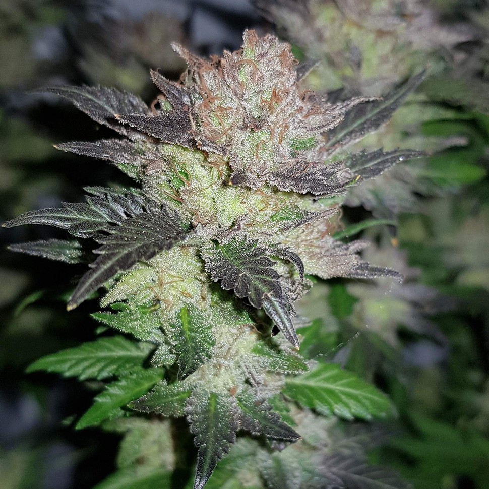 Семена конопли  Auto Critical CBD feminised Ganja Seeds