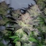 купить семена конопли в оригинальных упаковках Auto Critical CBD feminised