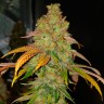 Bad Azz Kush feminised Ganja Seeds
