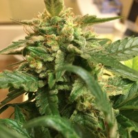 Sevilla Cheese feminised Ganja Seeds