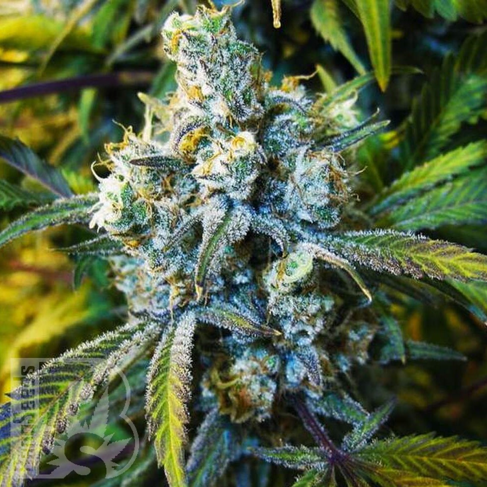 Семена конопли  Sevilla Cheese feminised Ganja Seeds