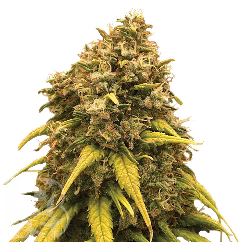 Семена конопли  Sevilla Cheese feminised Ganja Seeds