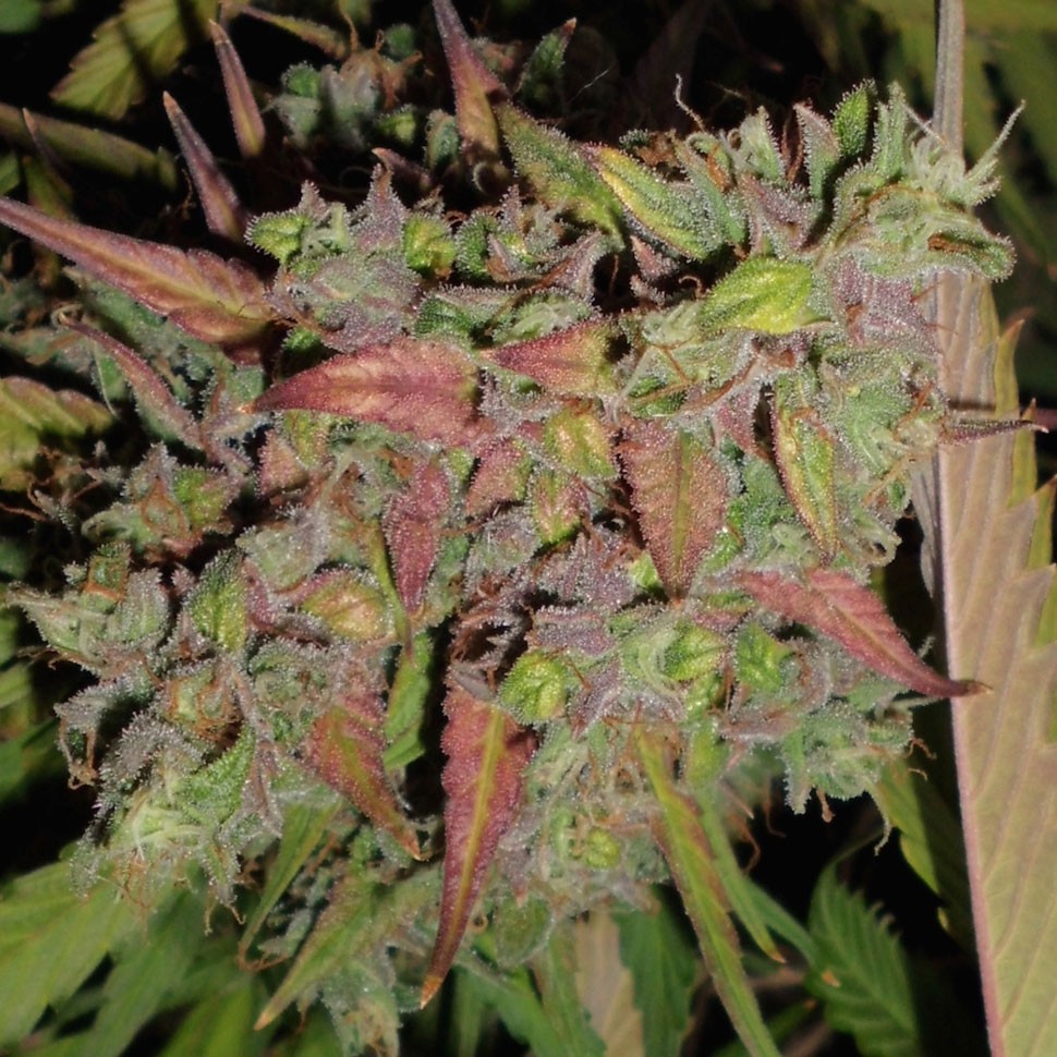 купить семена конопли f1 в оригинальной упаковке  Auto Blueberry feminised