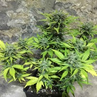 Auto Trojan regular Ganja Seeds