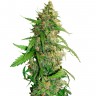 купить семена конопли в интернете Auto AK feminised купить семена конопли в интернете Auto AK feminised