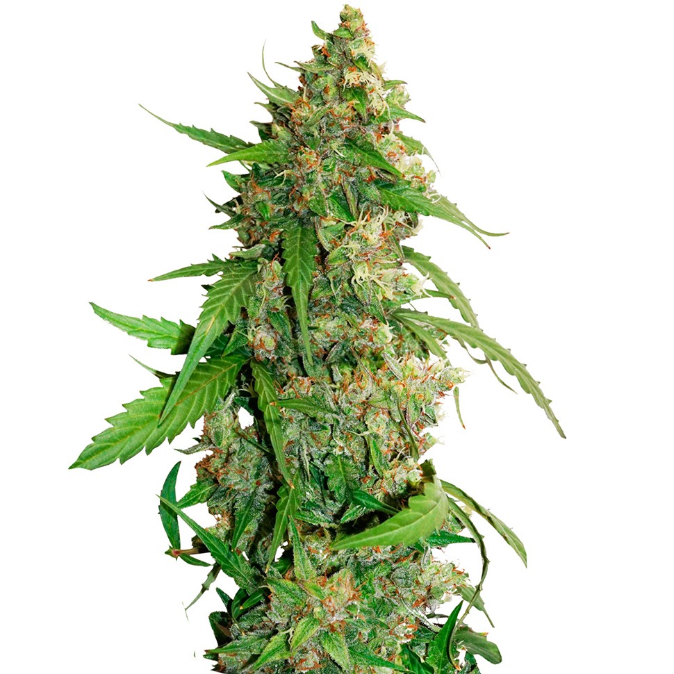 купить семена конопли в интернете Auto AK feminised купить семена конопли в интернете Auto AK feminised