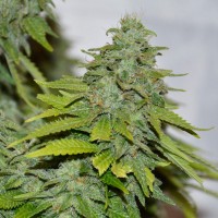 Auto Caramelino feminised Victory Seeds