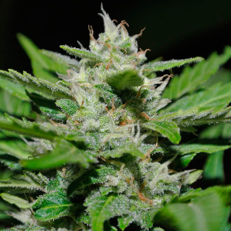 Семена  Auto Syrop feminised Ganja Seeds