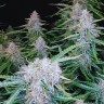Семена  Auto Syrop feminised Ganja Seeds