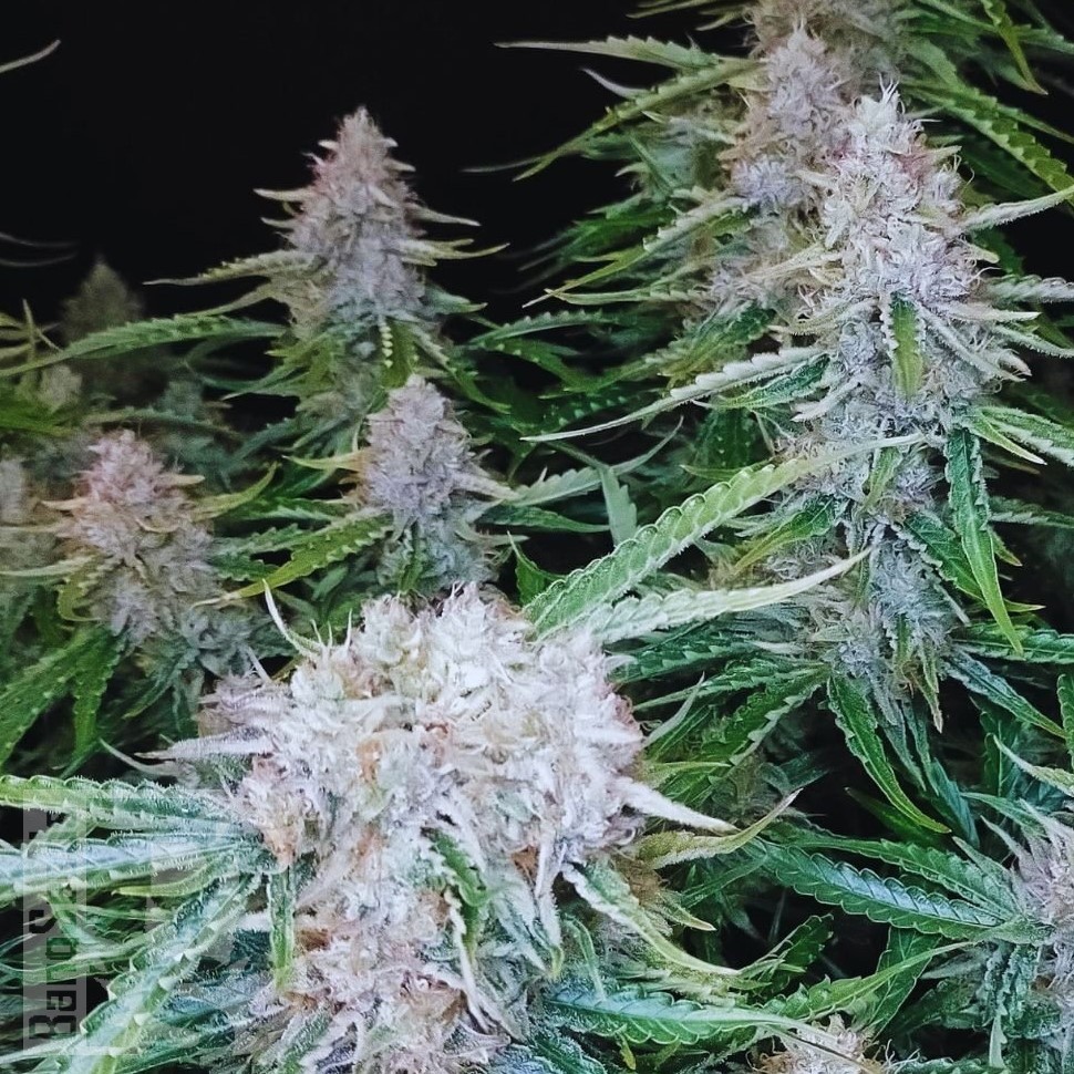 Семена  Auto Syrop feminised Ganja Seeds