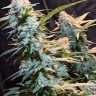 Семена  Auto Syrop feminised Ganja Seeds