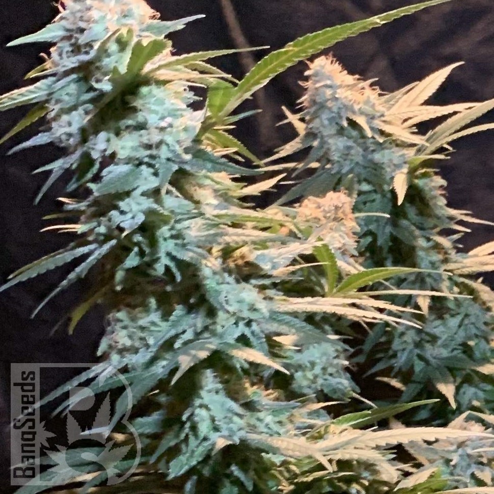 Семена  Auto Syrop feminised Ganja Seeds