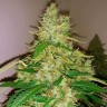 Семена  Auto Syrop feminised Ganja Seeds