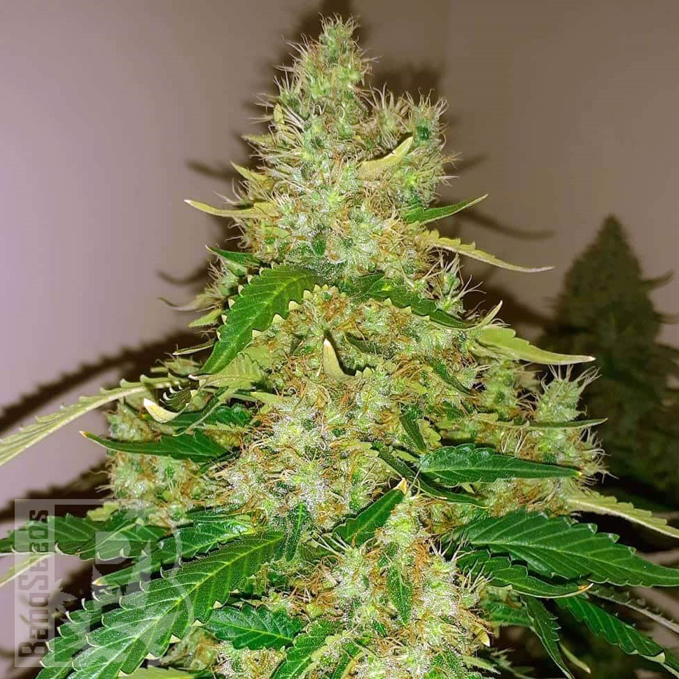 Семена  Auto Syrop feminised Ganja Seeds