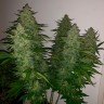 Royal Gorilla feminised Ganja Seeds