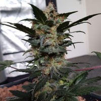 Auto Mazar feminised Ganja Seeds