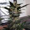 Auto Mazar feminised Ganja Seeds