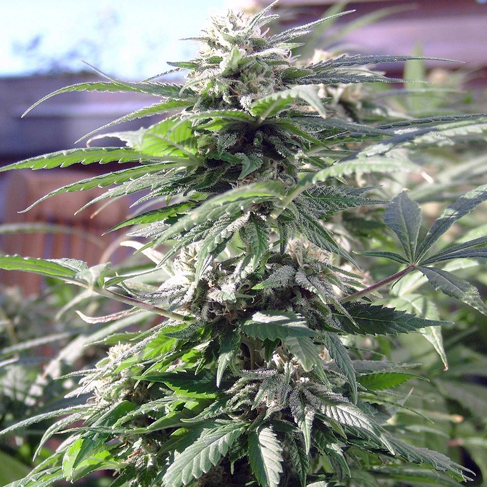 Семена ганжа  Sensi Skunk feminised Ganja Seeds