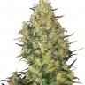 Семена ганжа  Sensi Skunk feminised Ganja Seeds
