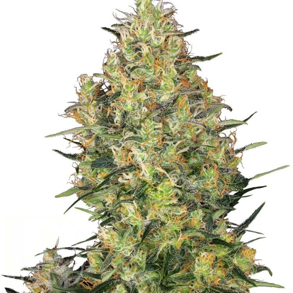 Семена ганжа  Sensi Skunk feminised Ganja Seeds