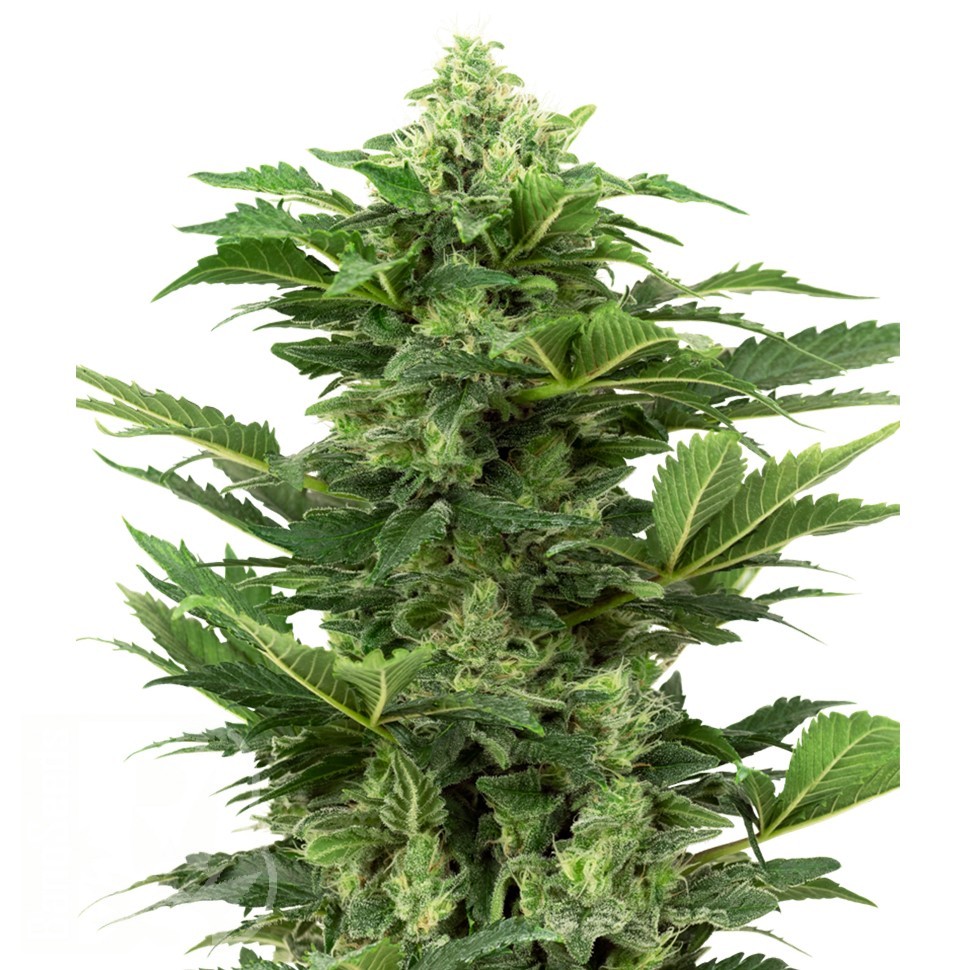 Семена конопли  Hindu Kush x White Russian feminised Ganja Seeds