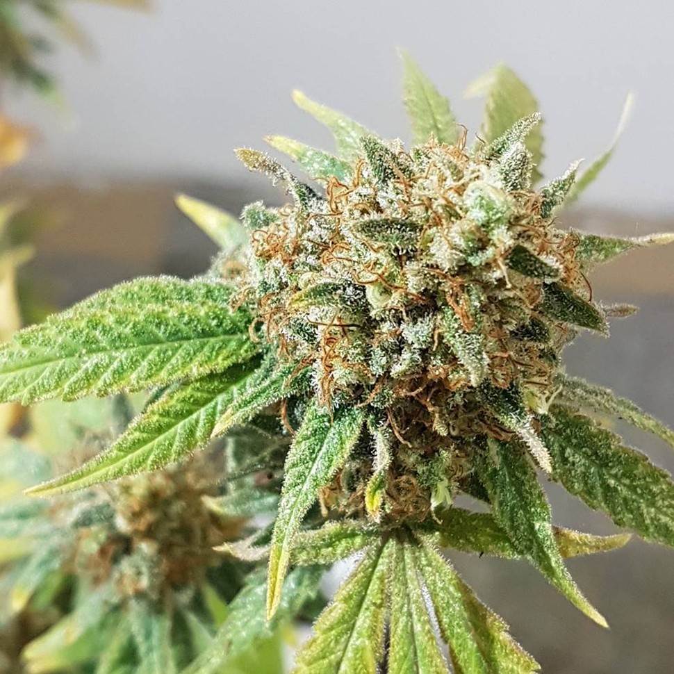 купить семена конопли марихуаны Auto Blueberry feminised купить семена конопли марихуаны Auto Blueberry feminised