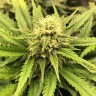 заказать качественные семена конопли Auto Chocodope feminised Victory Seeds заказать качественные семена конопли Auto Chocodope feminised Victory Seeds