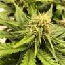 семена конопли скороспелый купить Auto Chocodope feminised Victory Seeds семена конопли скороспелый купить Auto Chocodope feminised Victory Seeds
