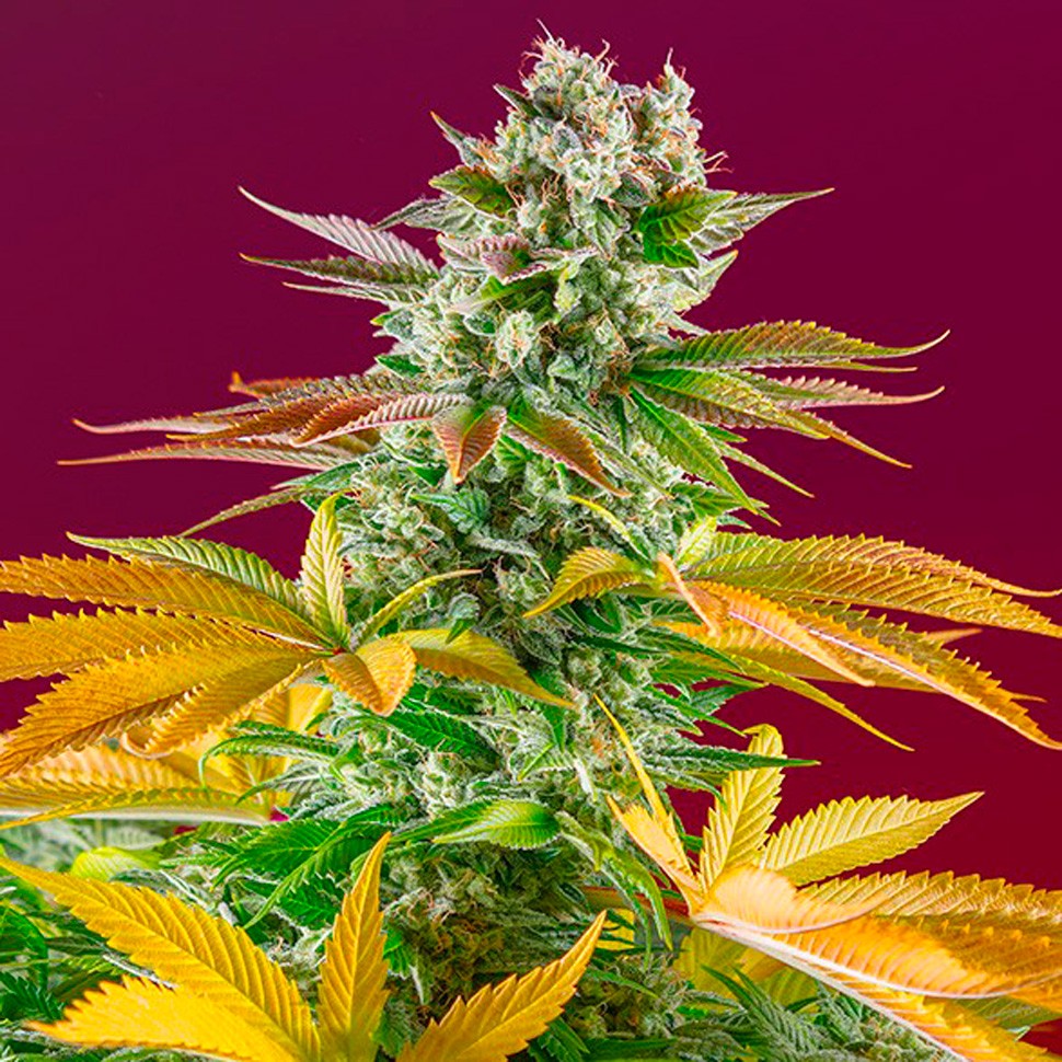 Семена  Gorilla Girl feminised Ganja Seeds