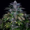 Семена марихуаны  Silver Haze feminised Ganja Seeds
