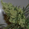 Семена марихуаны  Silver Haze feminised Ganja Seeds