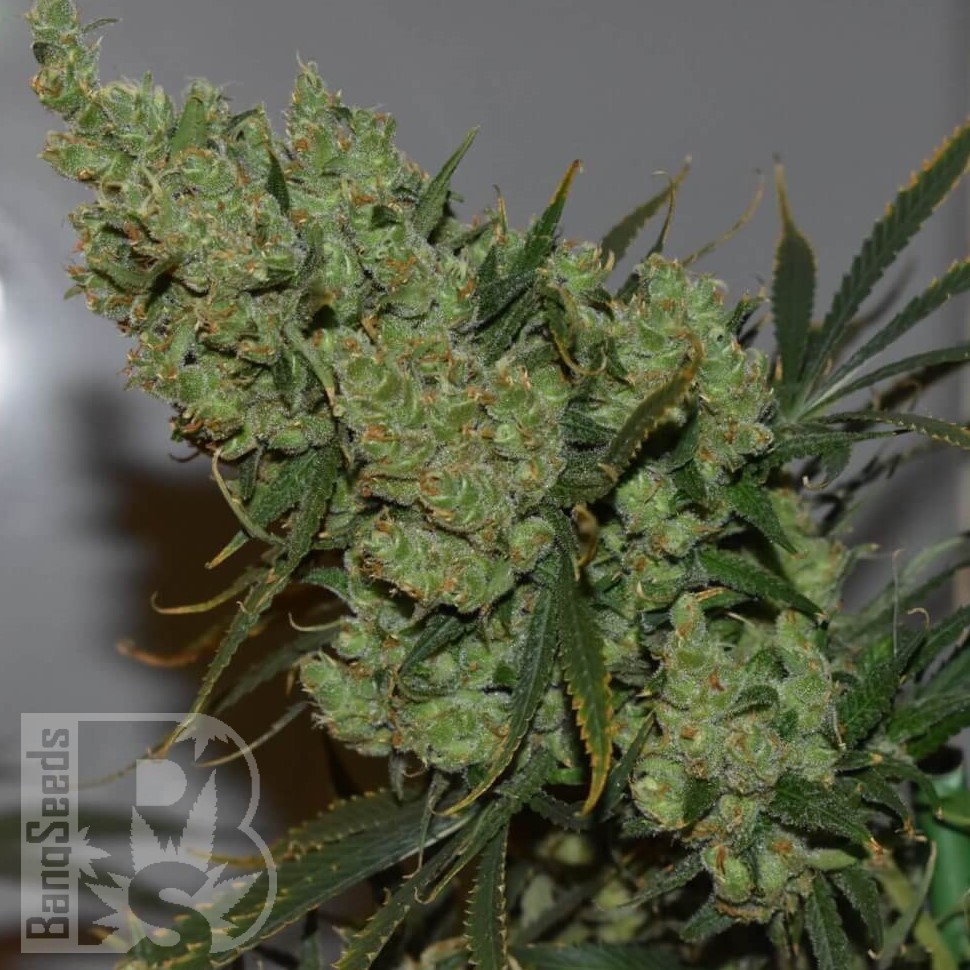 Семена марихуаны  Silver Haze feminised Ganja Seeds