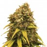 Семена марихуаны  Silver Haze feminised Ganja Seeds