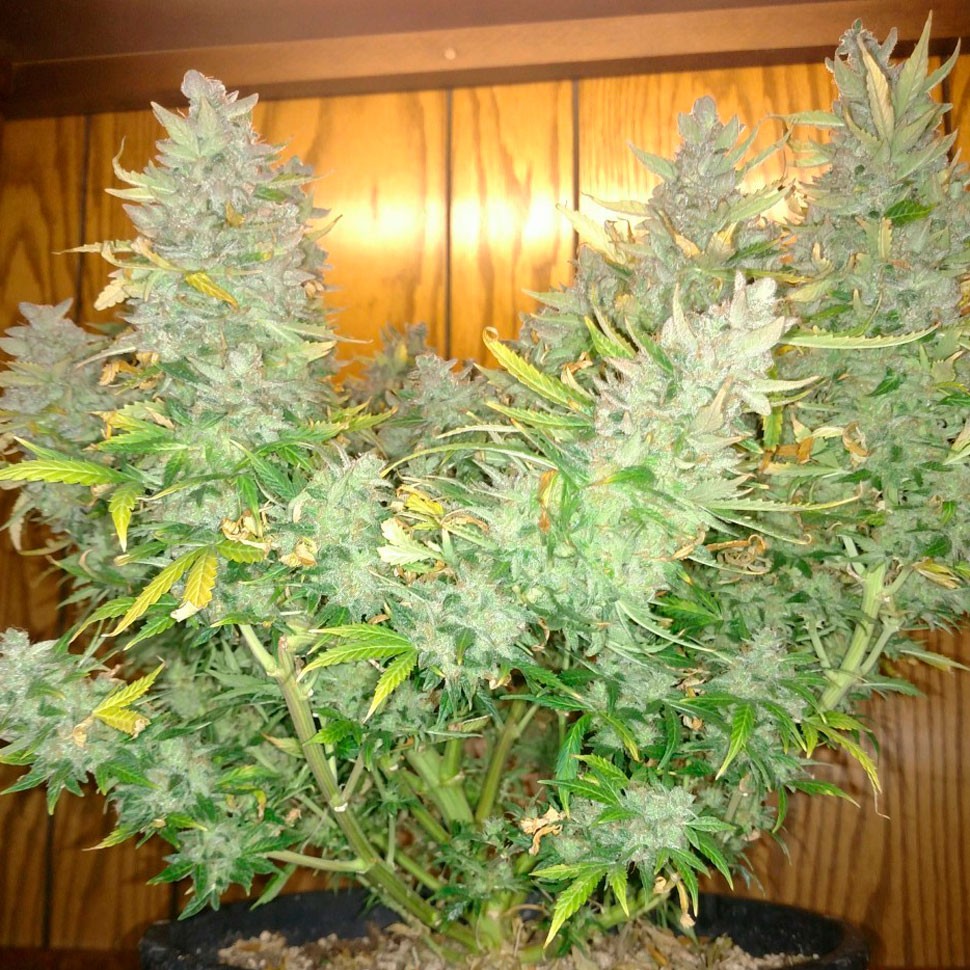 Семена марихуаны  Auto Northern Lights feminised Ganja Seeds
