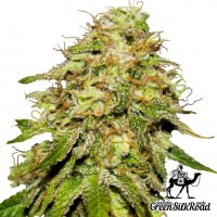 Auto Critical feminised Green Silk Road Seeds
