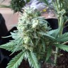 семена индийской конопли Auto Chronic Monster XXL feminised Victory Seeds семена индийской конопли Auto Chronic Monster XXL feminised Victory Seeds