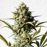 мощные семена конопли Auto Chronic Monster XXL feminised Victory Seeds мощные семена конопли Auto Chronic Monster XXL feminised Victory Seeds