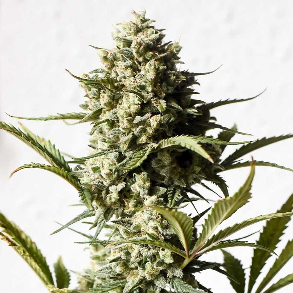 Семена Auto Chronic Monster XXL feminised Victory Seeds