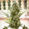 семена конопли автоцвет Auto Chronic Monster XXL feminised Victory Seeds семена конопли автоцвет Auto Chronic Monster XXL feminised Victory Seeds