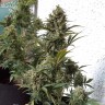 заказать на сайте семена конопли Auto Chronic Monster XXL feminised Victory Seeds заказать на сайте семена конопли Auto Chronic Monster XXL feminised Victory Seeds
