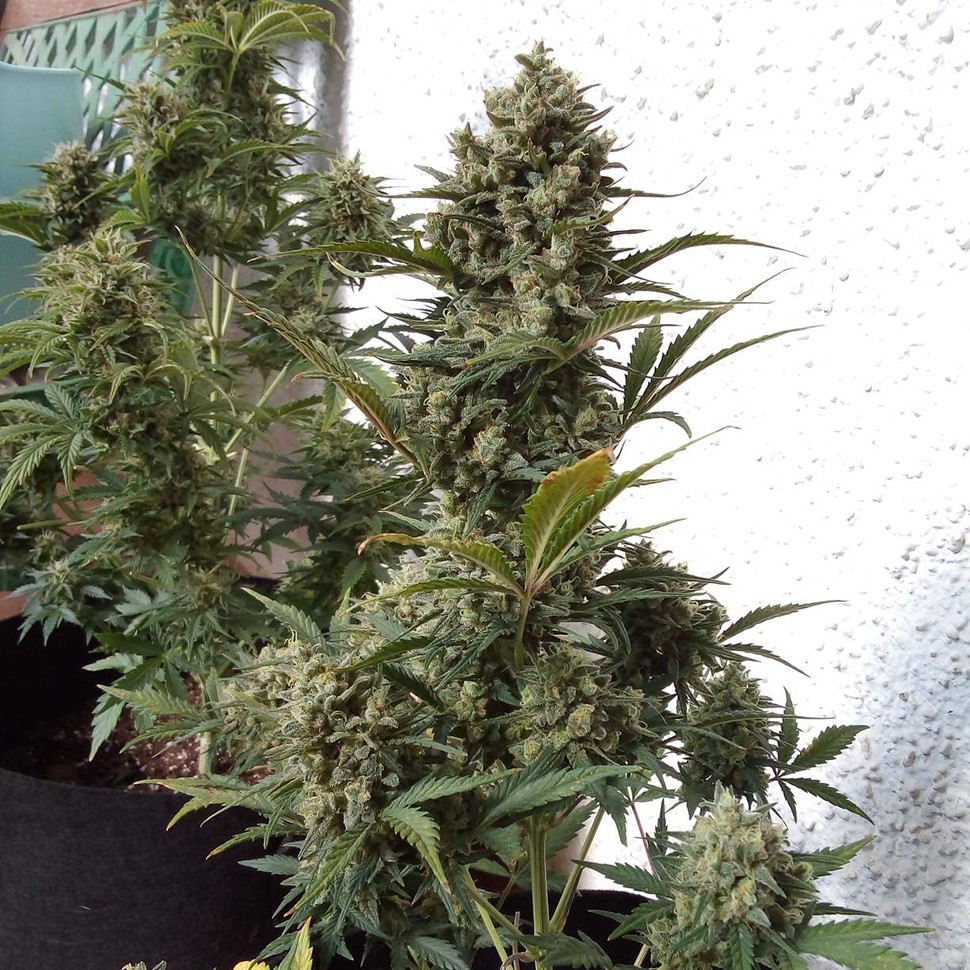 заказать на сайте семена конопли Auto Chronic Monster XXL feminised Victory Seeds заказать на сайте семена конопли Auto Chronic Monster XXL feminised Victory Seeds