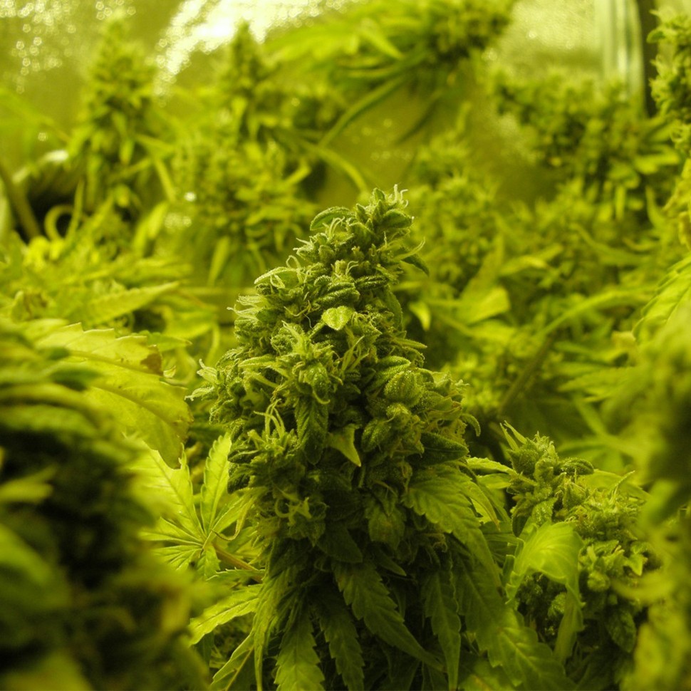 Семена конопли K-Train feminised Ganja Seeds Семена конопли K-Train feminised Ganja Seeds