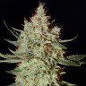 Семена конопли в Казахстане K-Train feminised Ganja Seeds Семена конопли в Казахстане K-Train feminised Ganja Seeds