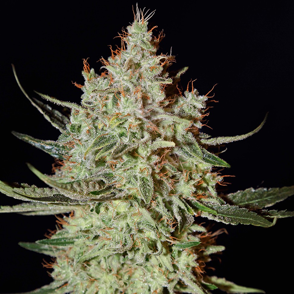 Семена каннабиса K-Train feminised Ganja Seeds