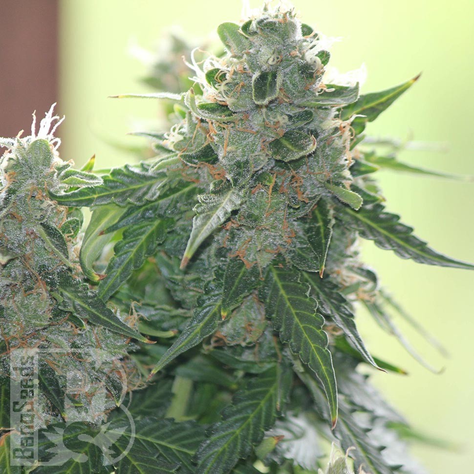 Семена конопли  White Dwarf feminised Ganja Seeds