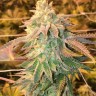 Семена конопли  White Dwarf feminised Ganja Seeds